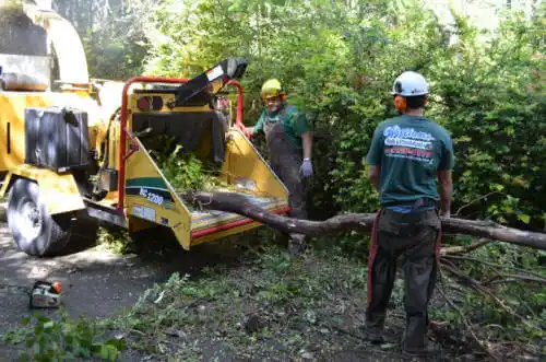 tree services Carroll